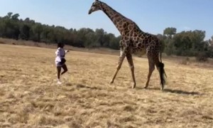 Giraffe Greeting Goes Awry