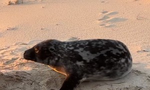 Watching the Sunset With a Baby Seal