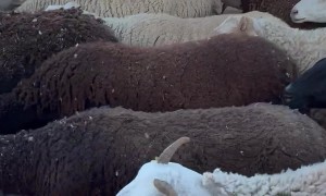 Stuck In Sheep Traffic Jam