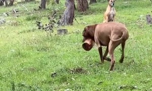 When Your Dog Is Part Beaver