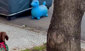 Dachshund Defends Owner From Blue Pony Statues