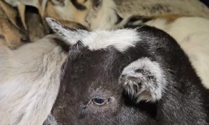 Cozy Kitty In Baby Goat Cuddle Puddle