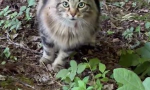 My Cat Ganondorf Is Big Mad I Found Him