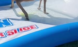 Deer Urinates on Slip-and-Slide