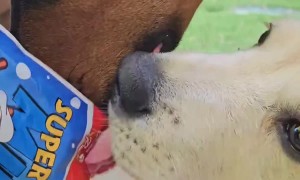 Dog's Strange Eating Habit