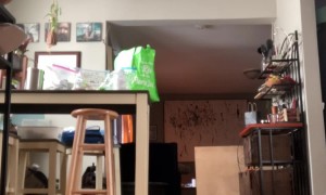 Blind and Deaf Dog Knows His Collar Means It's Time For a Walk