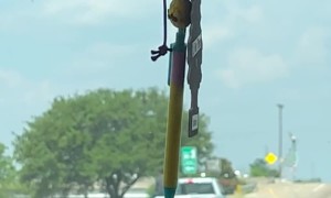 Cowboys Lasso Bull Off Public Street