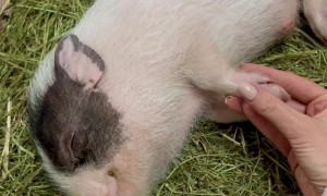 Little Pig Enjoys Sleepy Snuggles