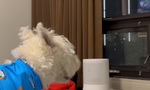 Dog Barks At Reflection In Window