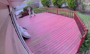 Dog Confronted By Three Angry Cats