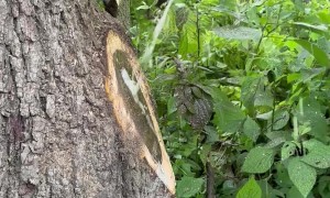 Water Shoots From Tree After branch Removal