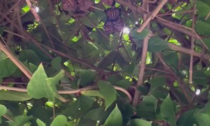 Colony of Bats Found Hiding in Tree