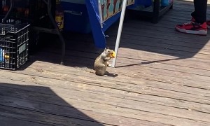 Squirrel Enjoys Orange At Cantaritos Stand