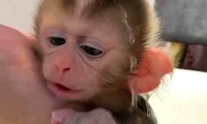 Little Monkey Baby Taking a Bath