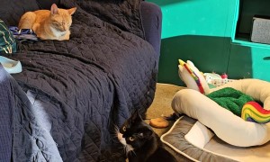 Wobbly Cat Bellyflops Onto Couch