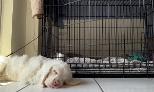 How I Wake Up My Blind and Deaf Puppy