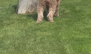 Dog Can't Seem To Find Squirrel