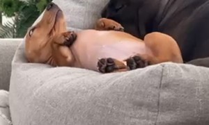 Dachshund Cuddles With Bigger Buddy