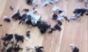 Our Daughter Groomed Our Dog