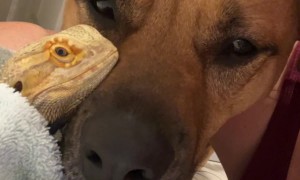 Dog and Bearded Dragon Are Besties