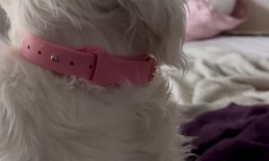 Blind and Deaf Dog Recognizes Owner By Smell