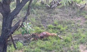 Cheetah Feeding on Pregnant Impala
