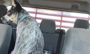 Blue Heeler Puppy Chooses His Human Over Hot Dog