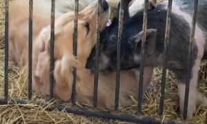 Golden Retriever Is Best Friends With Show Pig