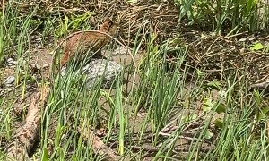 Squirrel Swimming In St. Lawrence River