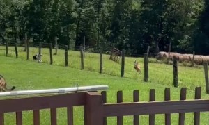 Deer Hops Fence and Runs With Dogs