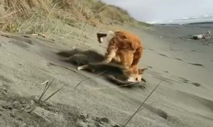 Silken Windhound Gracefully Tumbles