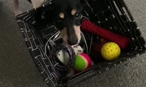 Dog Gets His Head Stuck In Toy Basket