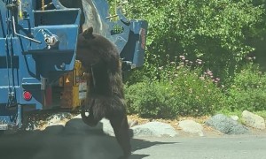 Bear Cub Climbs Onto Garbage Truck