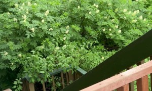 Alaskan Black Bear Gets Gently Mothered