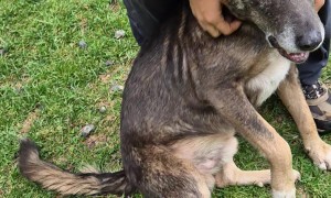 Canine Siren Serenade