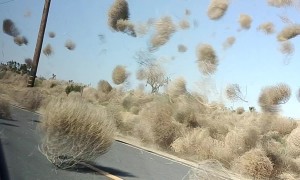 Tumbleweed Twister In Lake LA