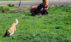 Golden Retriever Goes For Ride on Lawn Mower