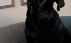 Dog Reacts to Mom's Long-Winded Way of Asking 'Wanna Go For a Walk?