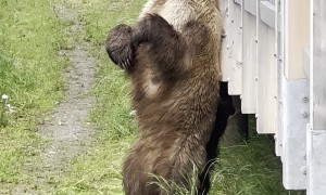 Brown Bear Finds the Perfect Back Scratcher