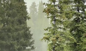 Crazy Pollen Storm In The Colorado Mountains