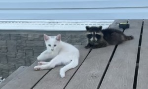 Raccoon Hangs Out With Kittens