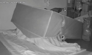 When Your Cat Has It Out For You