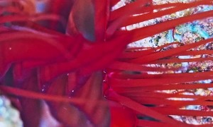 Electric Clam Reflects Light