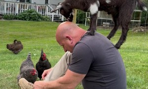 Man Tells Goat It's Time To Get Off His Head