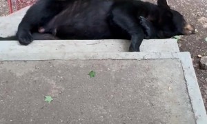 A Bear Stole My Swiffer