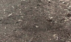 Little Dog Rolls in the Dirt