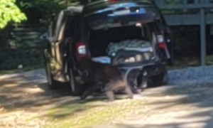 Young Bear Investigates Open Car In Gatlinburg