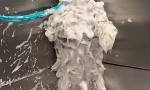 Petrified Pupper Has Had Enough