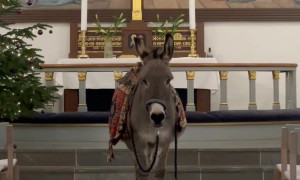 Donkey Listens To Church Music