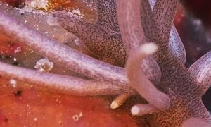 Sea Creature Looks Like An Alien